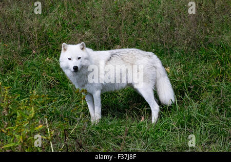 An Arctic Wolf in late summer. Stock Photo