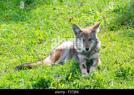 A young Coyote in late summer. Stock Photo