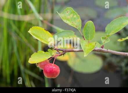 Two small apples on a bonsai Stock Photo