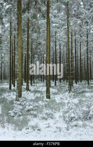Pine forests in snow at Croix-Scaille in the Belgian Ardennes Stock Photo
