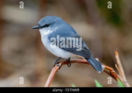 White-breasted Robin (Eopsaltria georgiana), Gloucester Tree, Pemberton, Western Australia Stock Photo