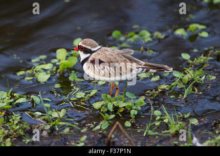 Black fronted Dotterel (Elseyornis melanops), feeding on the ground, Perth, Western Australia Stock Photo