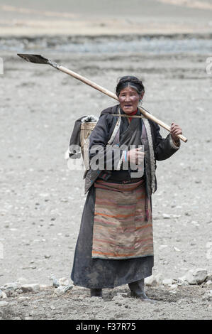 Tibetan woman farming in crop fields in Tibet Stock Photo