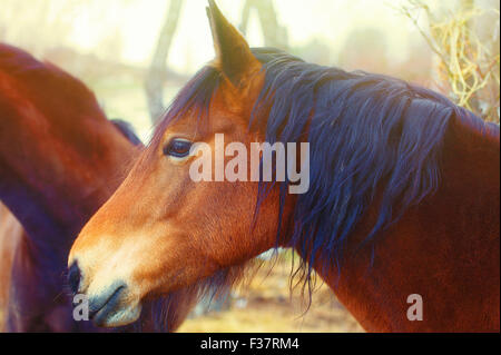 Two Brown Horse in sun land . Stock Photo