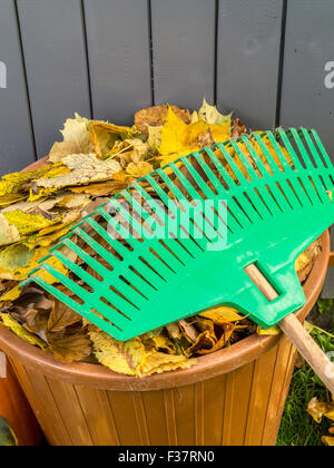 Pile of dead fall leaves swept and dumped into plastic bin with fan rake resting on it Stock Photo