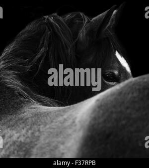 Close Up of a  horse eye. On black background. Black and white color Stock Photo