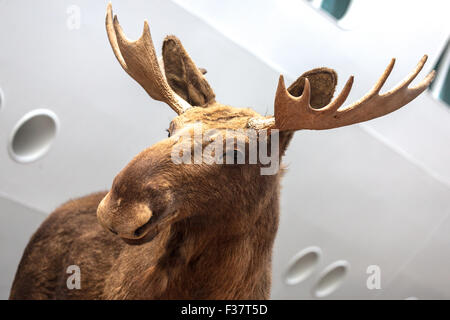 Moose, Kristiansand, (Christiansand) Sørlandet Region, Norway Stock Photo