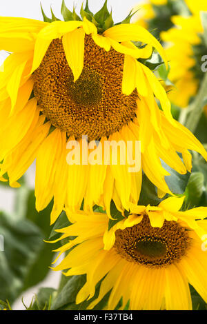 flowers-floral-gardening-large-sunflowers-in-garden-stock-photo-alamy