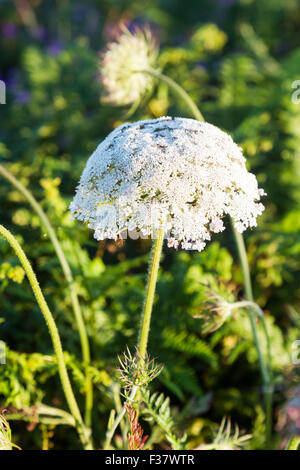 Gummifer hi-res stock photography and images - Alamy