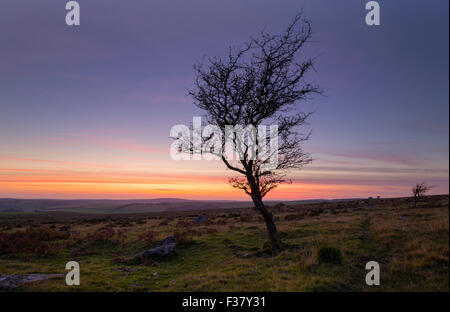 Lone tree on bodmin moor at sunset Stock Photo