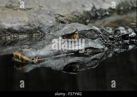 Brno, Czech Republic. 01st Oct, 2015. Cuvier's Dwarf Caiman (Paleosuchus palpebrosus) looks in a new aquarium in the pavilion Tropical Kingdom in the zoo Brno, Czech Republic, October 1, 2015. © Vaclav Salek/CTK Photo/Alamy Live News Stock Photo