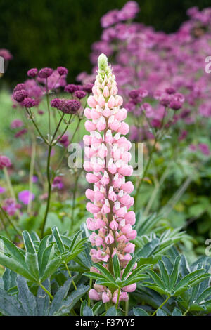 Lupinus. Pink Lupin in an herbaceous border. Stock Photo