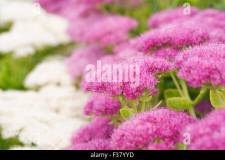 Hylotelephium. Sedum spectabile in the garden. Stock Photo