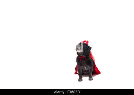 Black pug dog in devil costume Stock Photo