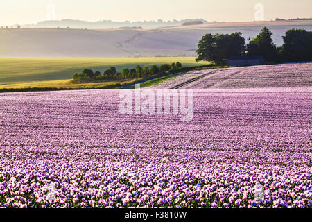 Sunrise over a field of cultivated white poppies on the Marlborough Downs in Wiltshire. Stock Photo