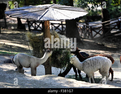 Brno, Czech Republic. 01st Oct, 2015. Lamas alpaca (Lama guanicoe f. pacos) enjoy sun in the zoo Brno, Czech Republic, October 1, 2015. © Vaclav Salek/CTK Photo/Alamy Live News Stock Photo