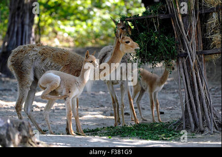 Brno, Czech Republic. 01st Oct, 2015. Lamas alpaca (Lama guanicoe f. pacos) enjoy sun in the zoo Brno, Czech Republic, October 1, 2015. © Vaclav Salek/CTK Photo/Alamy Live News Stock Photo