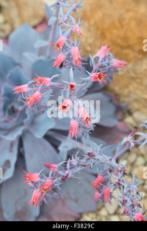 Echeveria 'Afterglow' flowers Stock Photo