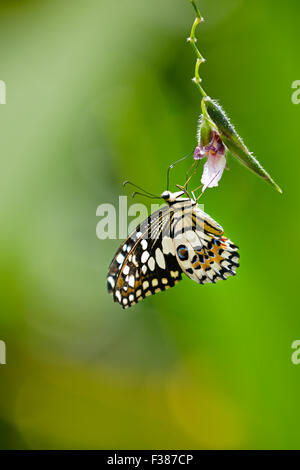 Lemon Butterfly (Papilio demoleus) feeding on a flower. Banteay Srei Butterfly Centre, Siem Reap Province, Cambodia. Stock Photo