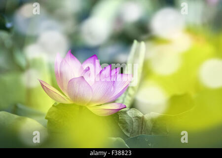 lotus blossoms or water lily flower blooming on pond Stock Photo