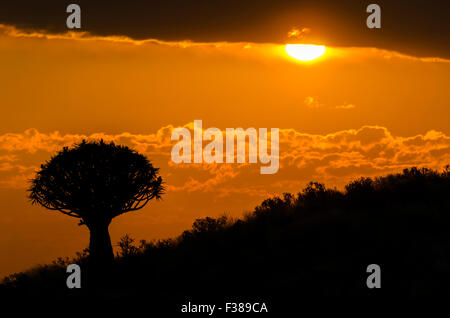 Sunset over the Quiver Tree Forest outside Keetmanshoop, Namibia Stock Photo