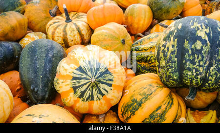 Colorful ornamental gourds as background, close up Stock Photo
