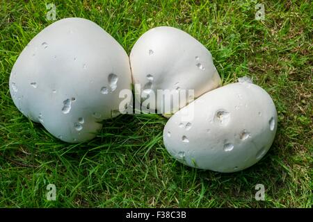 Calvatia gigantea - Giant Puffball, growing on lawn, UK, August. Stock Photo