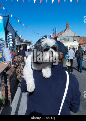 Lhasa Apso dog being carried on a busy street Stock Photo