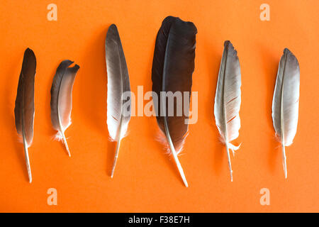 Pigeon feathers on an orange background. Stock Photo