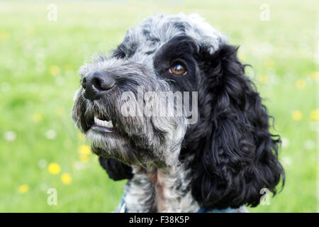 Cute Black & White Cockapoo in Park with Grassy background Stock Photo