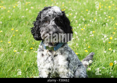 Cute Black & White Cockapoo in Park with Grassy background Stock Photo