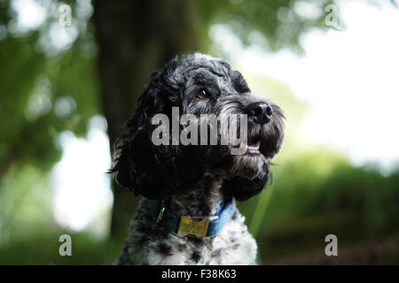 Cute Black & White Cockapoo in Park with Grassy background Stock Photo