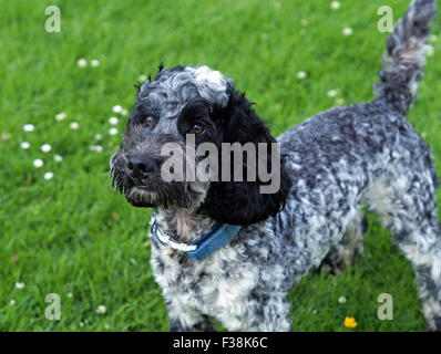 Cute Black & White Cockapoo in Park with Grassy background Stock Photo