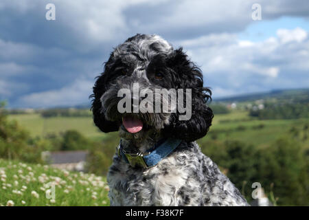 Cute Black & White Cockapoo in Park with Grassy background Stock Photo
