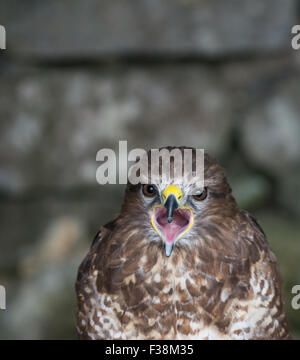 Portrait of common buzzard (Buteo buteo), United Kingdom Stock Photo