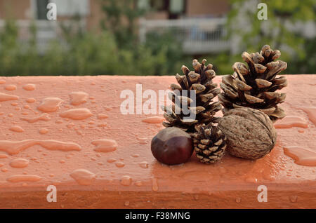 Pinecones, walnut and chestnut on orange balcony wall with raindrops and trees in background Stock Photo