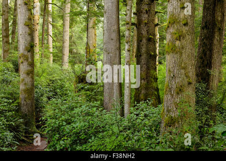 Westcoast temperate rain forest old growth trees-Jordan River, British Columbia, Canada. Stock Photo