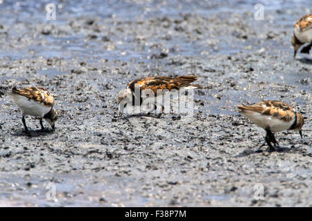 Ruddy Turnstone (Arenaria interpres) feeding on the mudflats at Kealia Pond Wildlife Refuge, Kihei, Maui, Hawaii in July Stock Photo