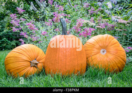 three pumpkins on grass in backyard with purple flowers in background - fall holidays theme Stock Photo