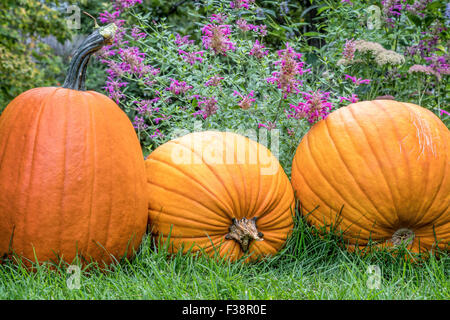 three pumpkins on grass in backyard with purple flowers in background Stock Photo