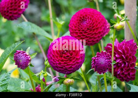 Dahlia 'Downham Royal' (Ba) Stock Photo