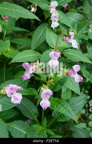 Himalayan balsam - Impatiens glandulifera.
