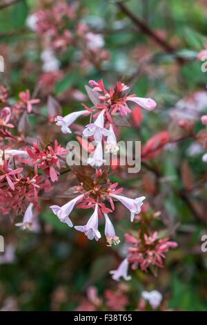 Abelia × grandiflora - glossy abelia Stock Photo