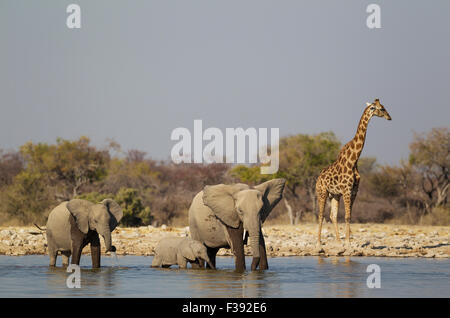 African elephant (Loxodonta africana) cow with two calves at waterhole, male South African giraffe (Giraffa camelopardalis