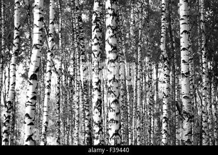 Trunks birch trees black and white background Stock Photo