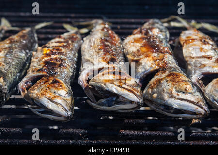 Fresh  blue mackerel grilled Stock Photo