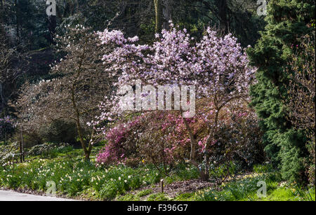 Caerhays Castle and gardens, Saint Austell, Cornwall, UK. Magnolia kobus x stellata 'rosea' 'Leonard Messel' in spring Stock Photo