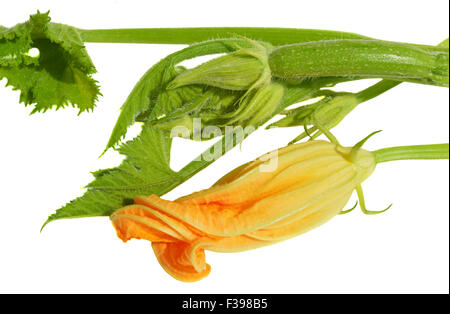 Yellow zucchini blossoms and leaves on white background Stock Photo