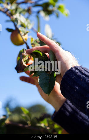 apple picking,cider,picking, fruit, tree, hand, orchard, field, woman, farming, fall, harvest, farm, garden, ripe, organic, big, Stock Photo