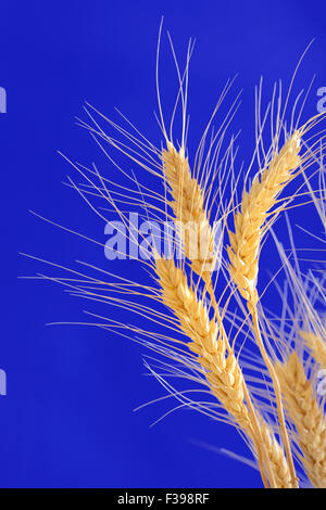 ears of wheat isolated on blue background Stock Photo